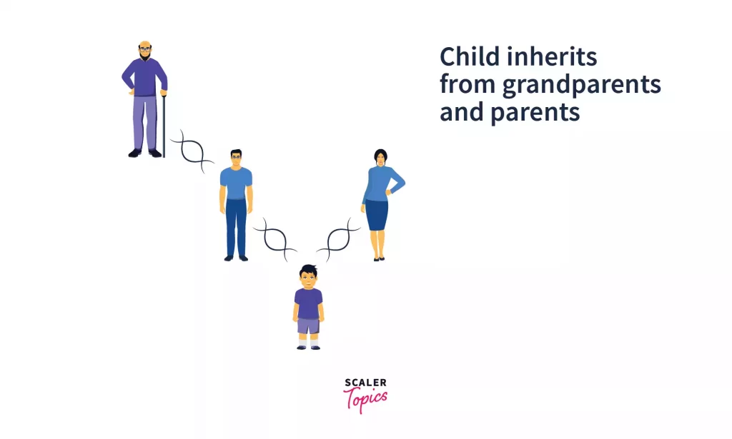 hybrid inheritance in python